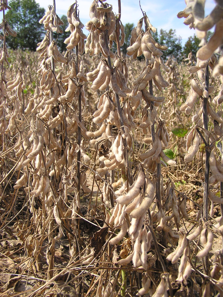 soybean fig1png